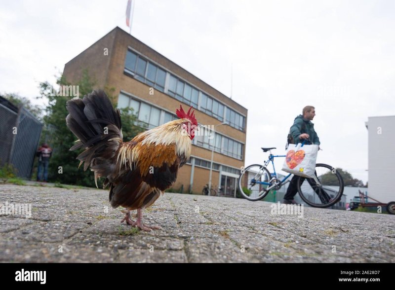 Image: Descubre el secreto detrás del Juego de la Carretera del Pollo en España
