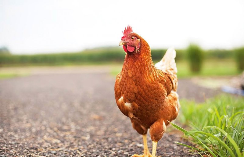 Explore chicken road game